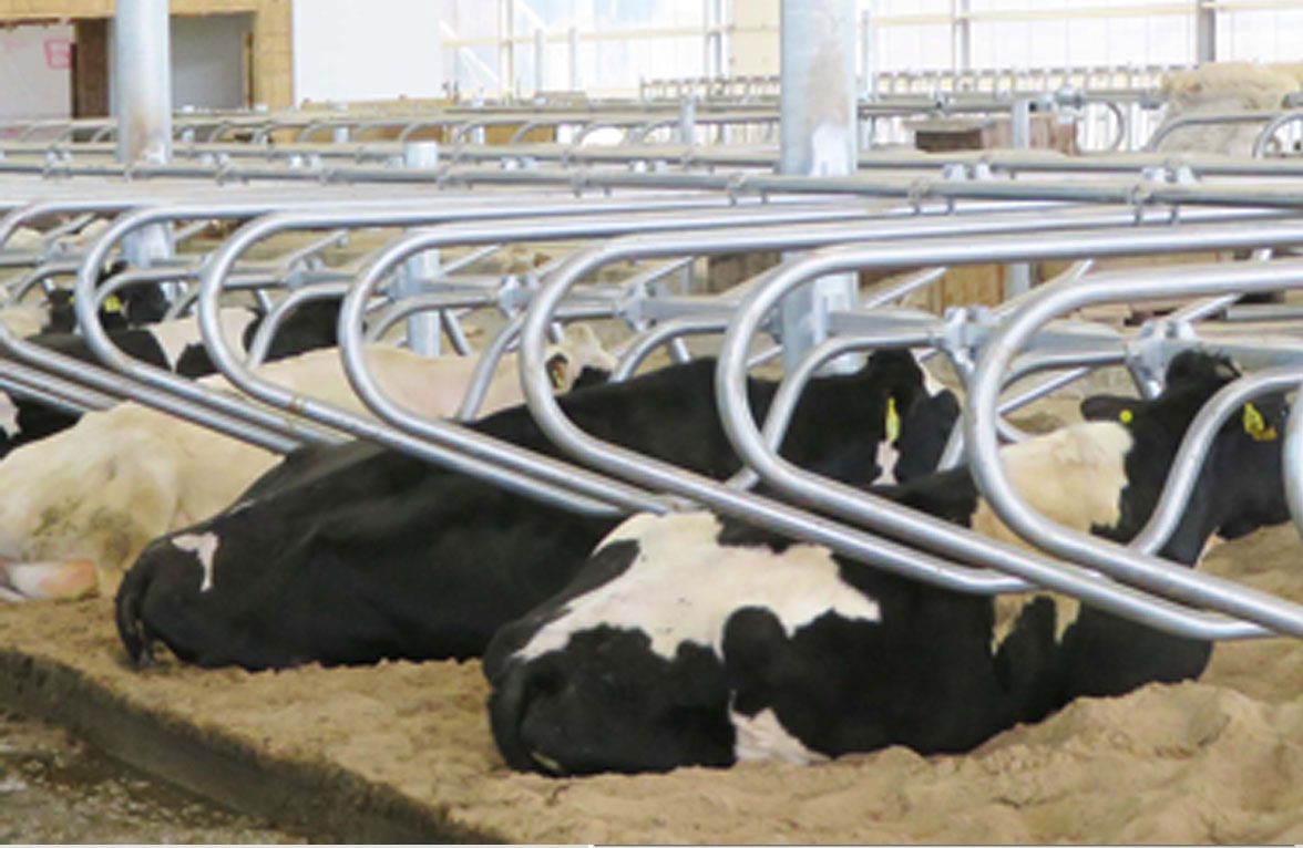 Photo-Freestall Ecco2.jpg 